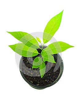 Small custard apple tree