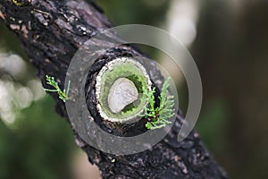 A small cut on the tree trunk with beautiful green leaves.