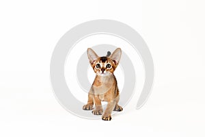 Small cute abyssinian cat being adorable, isolated on white background. Beautiful purebred short haired kitty. Close up, copy