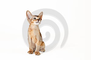 Small cute abyssinian cat being adorable, isolated on white background. Beautiful purebred short haired kitty. Close up, copy