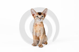 Small cute abyssinian cat being adorable, isolated on white background. Beautiful purebred short haired kitty. Close up, copy