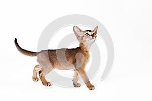 Small cute abyssinian cat being adorable, isolated on white background. Beautiful purebred short haired kitty. Close up, copy