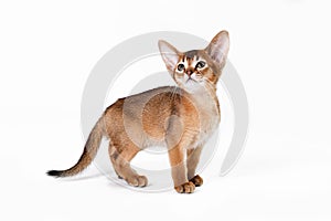 Small cute abyssinian cat being adorable, isolated on white background. Beautiful purebred short haired kitty. Close up, copy