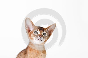 Small cute abyssinian cat being adorable, isolated on white background. Beautiful purebred short haired kitty. Close up, copy