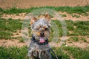 Small cute adorable Yorkshire Terrier Yorkie on a leash on farming field soil