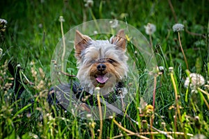 Small cute adorable Yorkshire Terrier Yorkie on leash hiding and smiling in tall green grass in nature