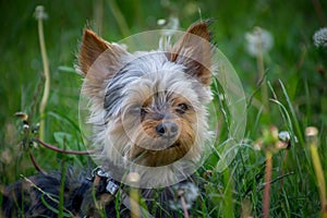 Small cute adorable Yorkshire Terrier Yorkie on leash hiding in tall green grass in nature