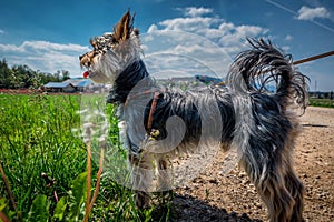 Small cute adorable Yorkshire Terrier Yorkie looking away on a leash on farming field countryside road