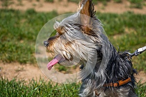 Small cute adorable Yorkshire Terrier Yorkie looking away on leash and showing tongue