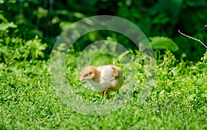 Small cute baby chick in the grass