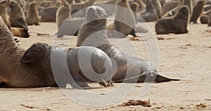Small cute baby seal is running around the beach, big colony of the seals, 4k