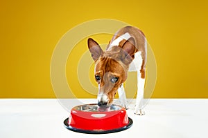 Small cute Basenji dog with white-brown fur standing near dog's bowl and drinking water isolated over yellow