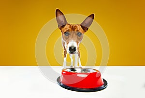 Small cute Basenji dog with white-brown fur standing near dog's bowl and waiting for yummys isolated over yellow