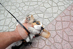 small cute beagle puppy dog