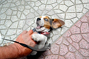 small cute beagle puppy dog