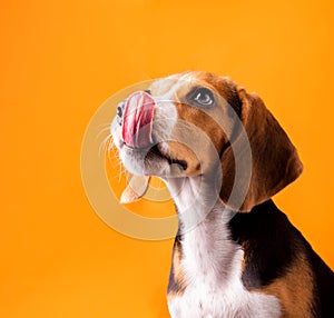 small cute beagle puppy dog looking up