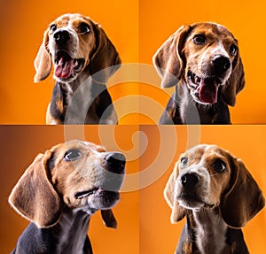 small cute beagle puppy dog looking up