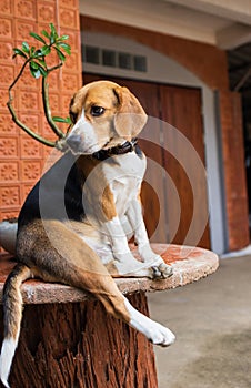 small cute beagle puppy dog looking up