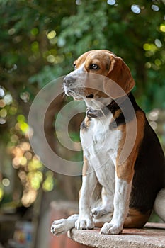 Small cute beagle puppy dog looking up