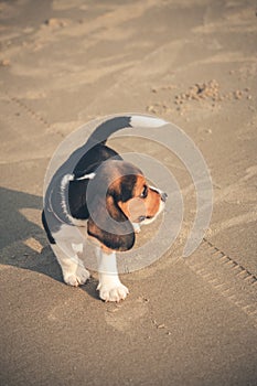 small cute beagle puppy dog walk on the beach