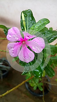 Very beautiful rose colour  srilankan sohon mal in the vase photo