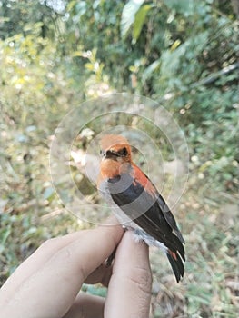 Small cute bird on hand photo