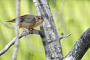 Small cute bird with red beak on a branch looking at the camera