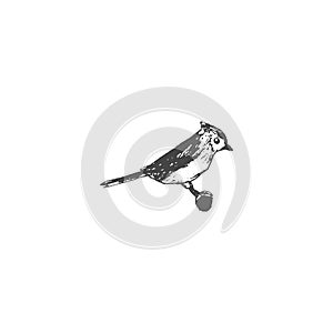 Small cute bird sketch illustration isolated on white background
