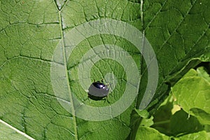 Small cute black bug on the green leaf