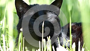 Small cute black cat purring in the green grass outside