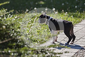 Small, cute Boston Terrier puppy in the park during a walk.He looks towards the other dogs