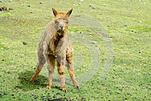 Small cute brown alpaca