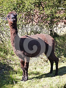 Small cute brown alpaca with curious look