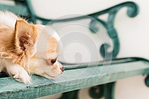 Small cute brown chihuahua dog sitting on green metal bench