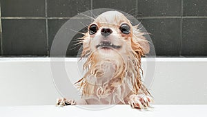 Small cute brown chihuahua dog waiting in bathtub