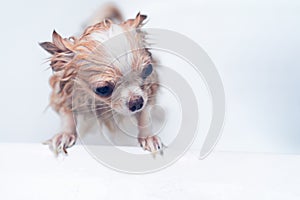 Small cute brown chihuahua dog waiting for owner in the tub after taking a bath in bathtub