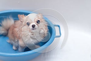 Small cute brown chihuahua dog waiting for owner in the tub after taking a bath in bathtub