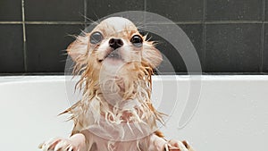 Small cute brown chihuahua dog waiting in the tub after taking a