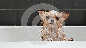 Small cute brown chihuahua dog waiting in the tub after taking a