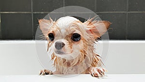Small cute brown chihuahua dog waiting in the tub after taking a