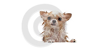 Small cute brown chihuahua dog waiting in the tub after taking a