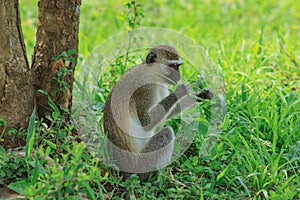 Small and Cute Brown Monkey eating Leaves in the Mikumi National Park, Tanzania