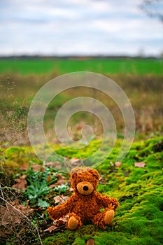 Small cute brown teddybear sitting on moss outdoors