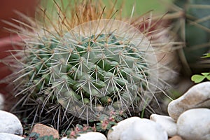 Small cute cactus mammillaria in a pot closeup