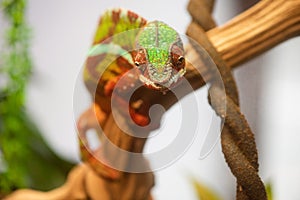 Small cute chameleon