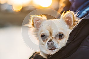 Small cute chihuahua dog in arms. Cute young puppy, big eyes, be