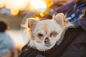 Small cute chihuahua dog in arms. Cute young puppy, big eyes, be