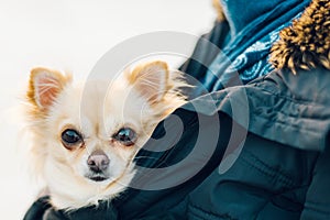 Small cute chihuahua dog in arms. Cute young puppy, big eyes, be