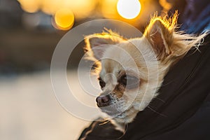 Small cute chihuahua dog in arms. Cute young puppy, big eyes, be