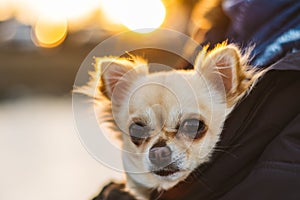 Small cute chihuahua dog in arms. Cute young puppy, big eyes, be